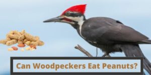 can woodpeckers eat peanuts, do woodpeckers eat peanuts