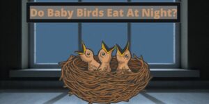do baby birds eat at night, can baby birds eat at night