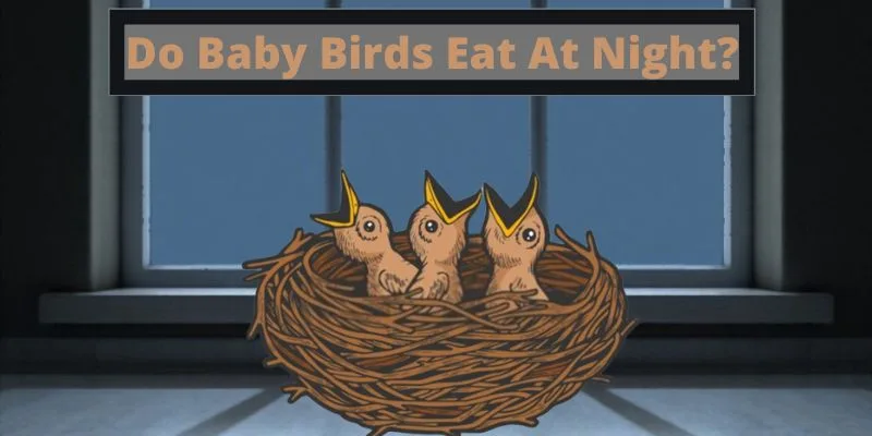do baby birds eat at night, can baby birds eat at night