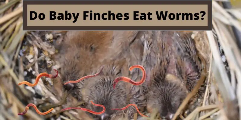 do baby finches eat worms, can baby finches eat worms