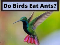 Do Birds Eat Ants?