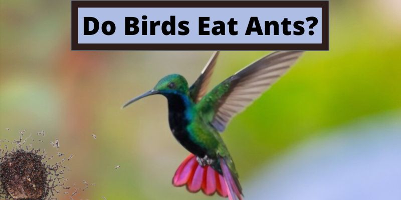 do birds eat ants, can birds eat ants