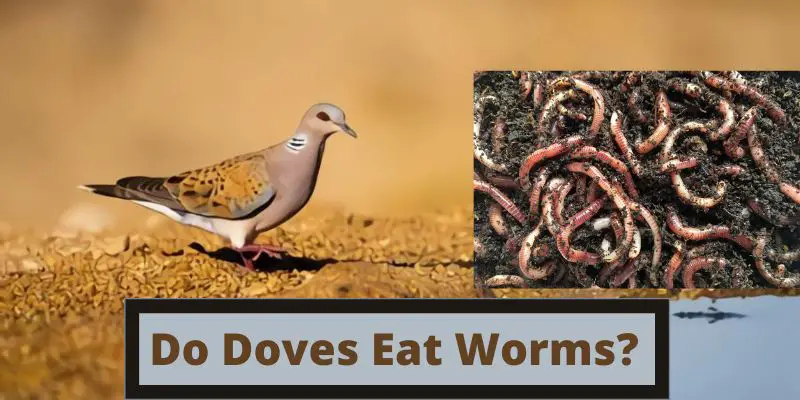 do doves eat worms, can doves eat worms