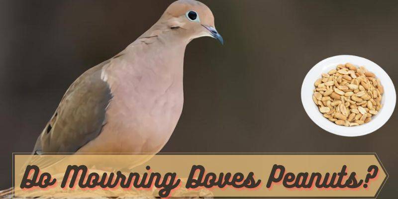 do mourning doves eat peanuts, can mourning doves eat peanuts