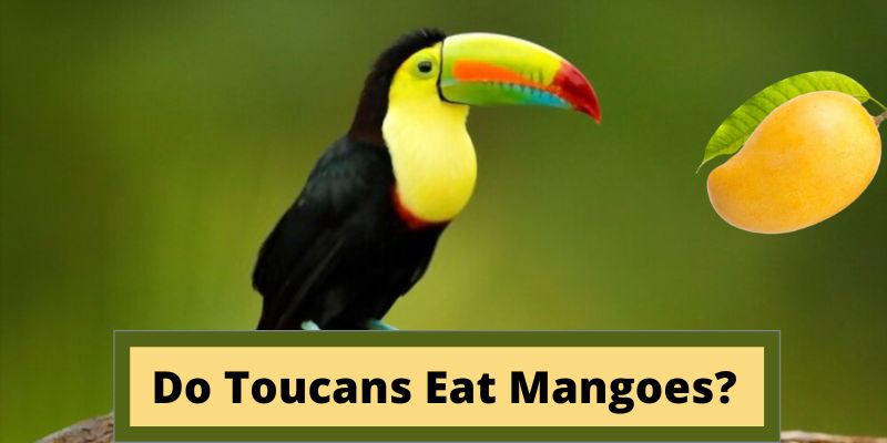 do toucans eat mangoes, can toucans eat mango,