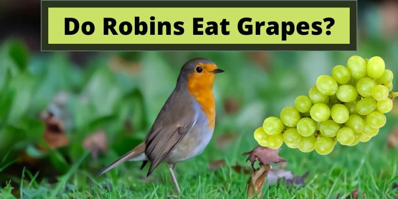 do robins eat grapes, can robins eat grapes