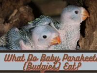 What Do Baby Parakeets Eat? (Diet Guide & Feeding Tips)