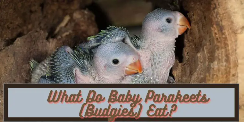 what do baby parakeets eat, what do baby budgies eat, what to feed baby parakeets, what to feed baby budgies