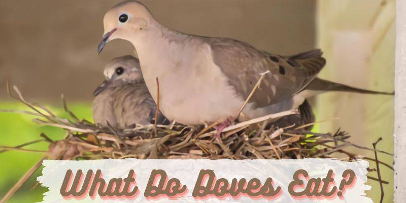 what do doves eat, doves food, doves diet