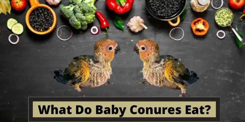 What Do baby Conures Eat, baby conures food, feeding baby conures