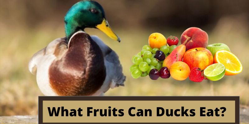 what fruits can ducks eat,fruits that ducks eat, ducks fruits