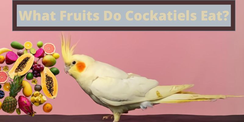 what fruits do cockatiels eat, what fruits can cockatiels eat, fruits that cockatiels eat