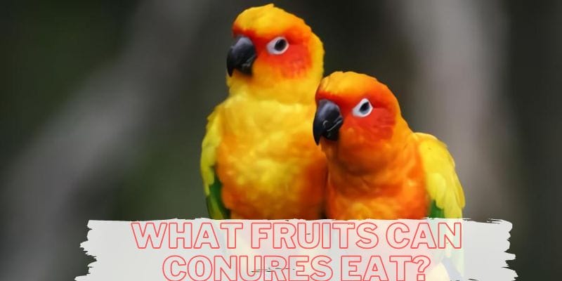 what fruits can conures eat, what fruits do conures eat, fruits that conures eat