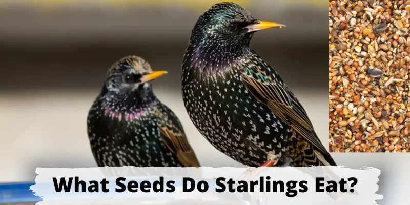 what seeds do starlings eat, seeds that starlings eat