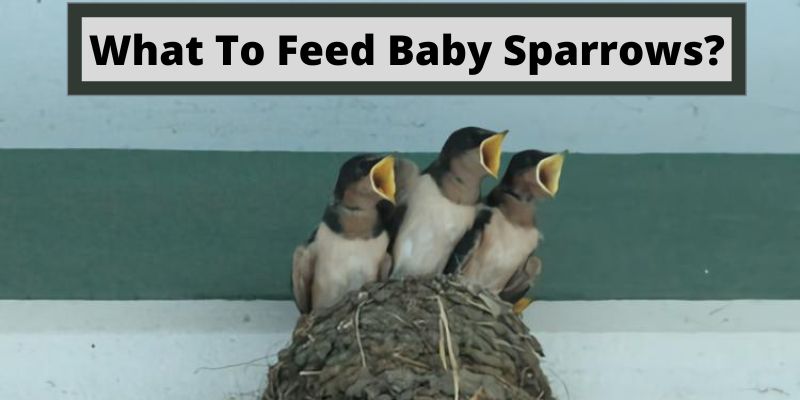 what to feed baby sparrows, what do baby sparrows eat, baby sparrows foods
