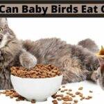 can baby birds eat cat food, do baby birds eat cat foods