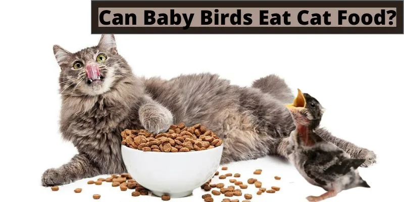 can baby birds eat cat food, do baby birds eat cat foods