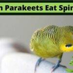 Can Parakeets Eat Spinach, do budgies eat spinach