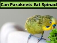 Can Parakeets Eat Spinach? (Toxic or Safe?)