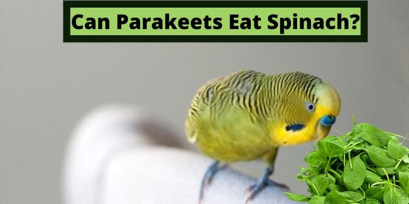 Can Parakeets Eat Spinach, do budgies eat spinach