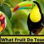 what fruit do toucans eat, fruits that toucans eat