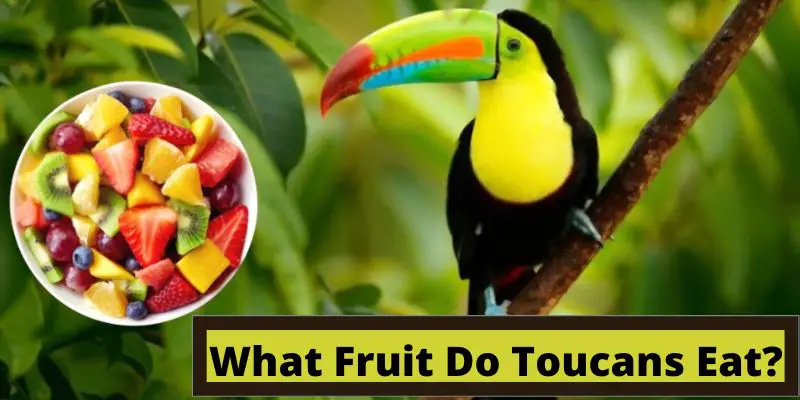 what fruit do toucans eat, fruits that toucans eat, a toucan looking at fruits