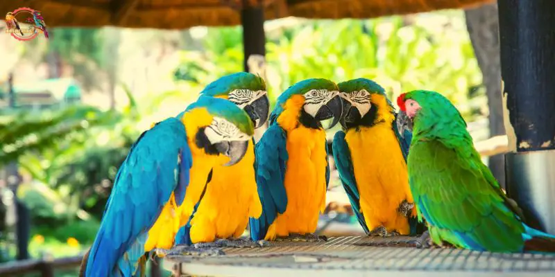 parrots group, parrots talking