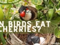 Can Birds Eat Cherries? (Answered!)